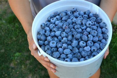 farm-fresh-blueberry-shortcakes-radiant-rachels image
