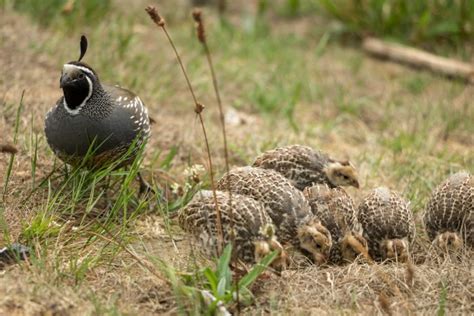 what-do-quails-eat-the-ultimate-quail-feed-guide-the image