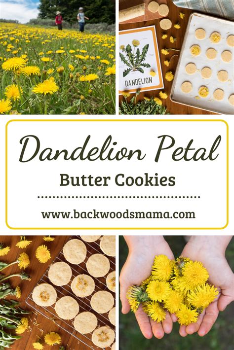 dandelion-flower-butter-cookies-backwoods-mama image