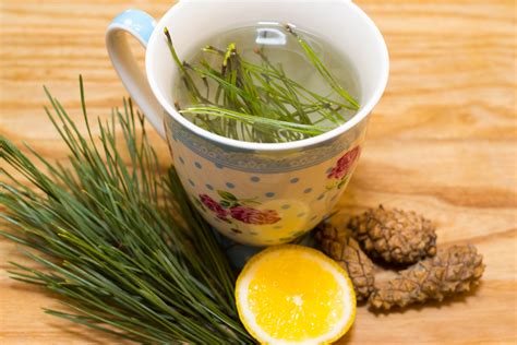 how-to-make-pine-needle-tea-7-steps-with-pictures image