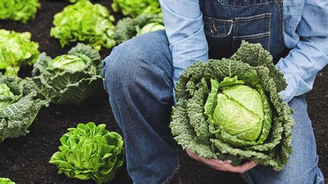 9-impressive-health-benefits-of-cabbage image
