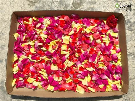 homemade-essential-oil-potpourri-with-rose-petals image