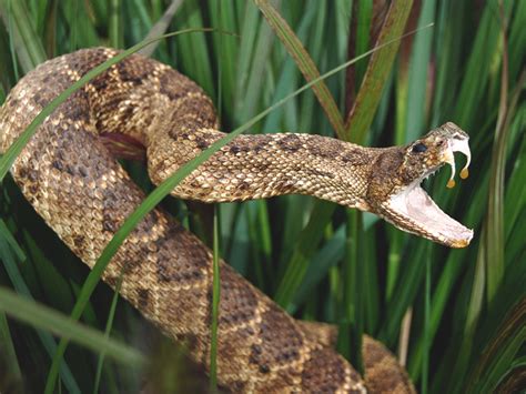 rattlesnake-bite-symptoms-treatment-and-recovery image