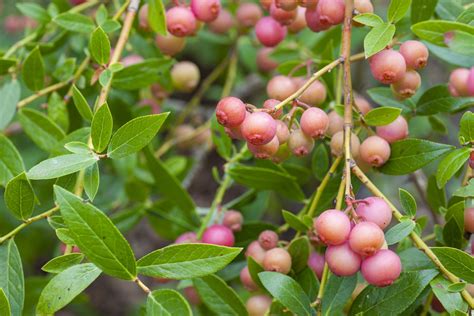 pink-lemonade-blueberry-shrubs-care-and-growing image