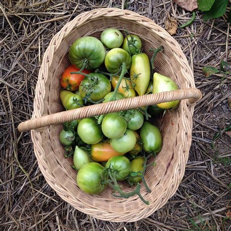 green-tomato-jam-lifes-a-feast image
