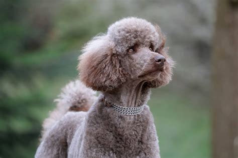 cafe-au-lait-poodles-complete-guide-with-pictures image