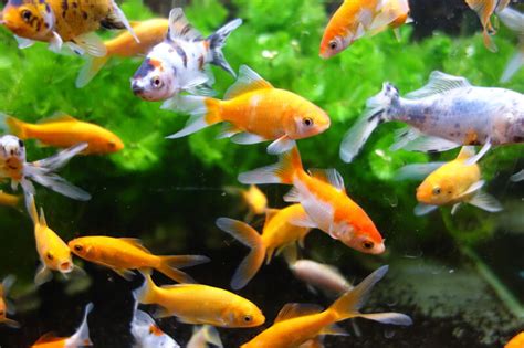 10-human-foods-you-can-feed-your-goldfish-6-foods image