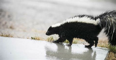 skunk-odor-removal-recipe-grand-view-outdoors image