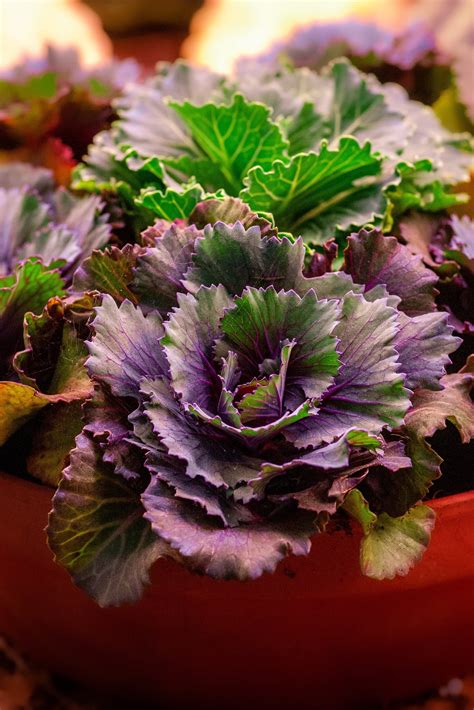 how-to-enjoy-purple-kale-7-recipes-to-try-skagit-valley-food image