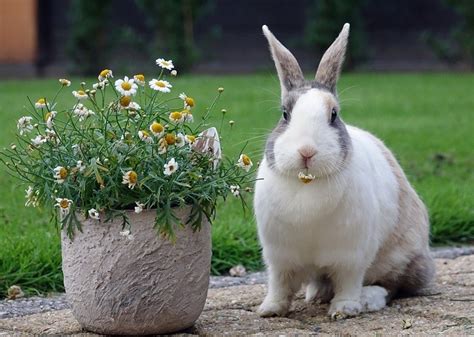 dutch-rabbit-facts-lifespan-behavior-care-with image