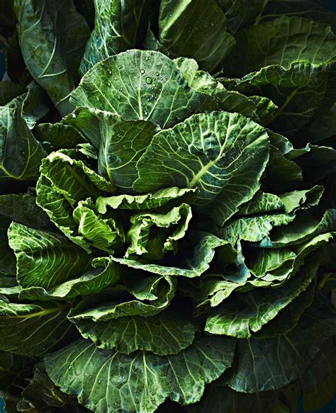 delicious-and-versatile-recipes-for-collard-greens image