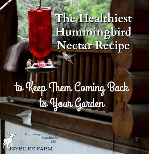 the-healthiest-hummingbird-nectar-recipe-joybilee image