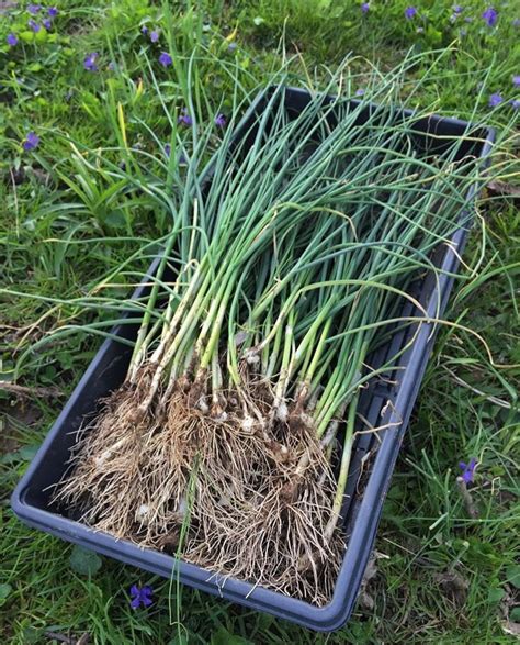 how-to-identify-edible-wild-onions-field-garlic image