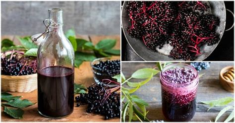 70-elderberry-recipes-remedies-for-food-health image