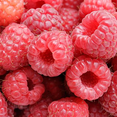 raspberry-jam-certo image