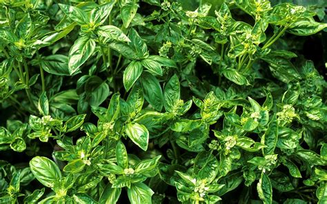 12-mistakes-you-may-be-making-with-fresh-basil-taste image
