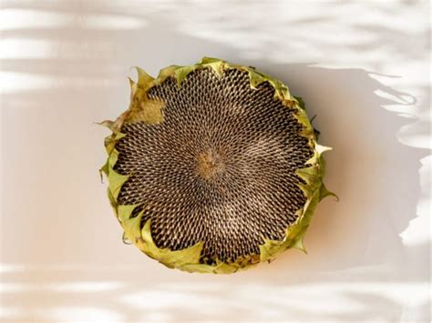 sunflower-head-recipes-cooking-a-whole-sunflower image