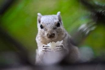 what-do-squirrels-eat-the-complete-list-of-squirrel-foods image