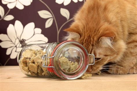 5-easy-diy-cat-treat-recipes-iheartcatscom image