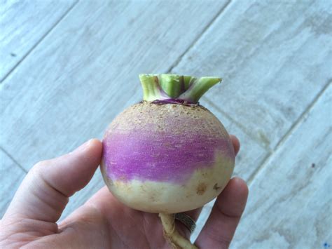 the-eastham-turnip-and-a-turnip-fluff-recipe-perfect image