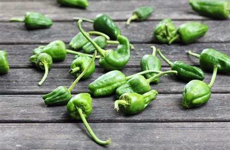 spanish-style-padron-peppers-kitchen-konfidence image