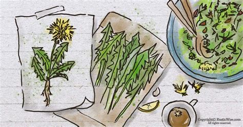 cooking-with-dandelions-how-to-forage-rusticwise image