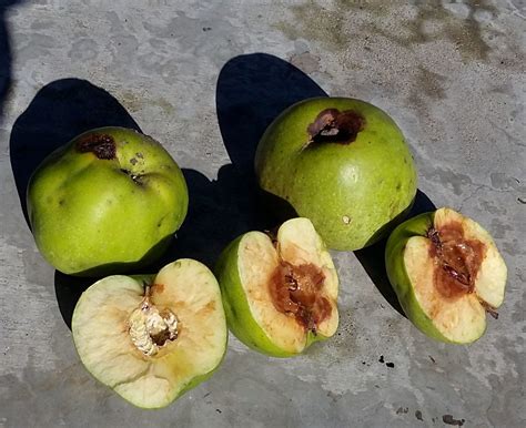 apple-maggots-tips-for-controlling-apple-maggot image