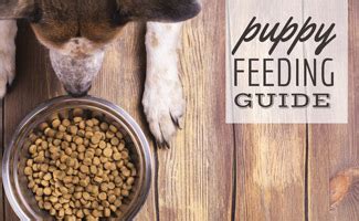 how-much-to-feed-a-puppy-by-weight-and-puppy image