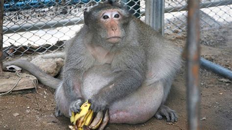 thailands-chunky-monkey-on-diet-after-gorging-on-junk image