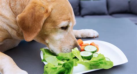 can-dogs-eat-cucumbers-a-complete-guide-to image