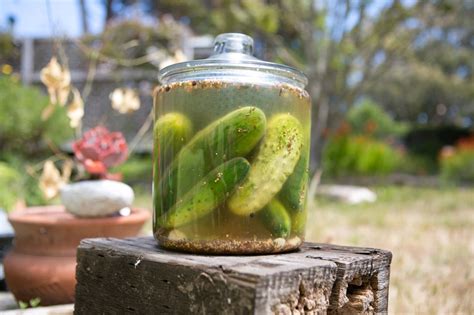 sour-pickles-fermentation image