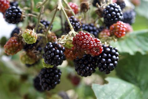 how-to-fertilize-blackberries-information-on-blackberry image