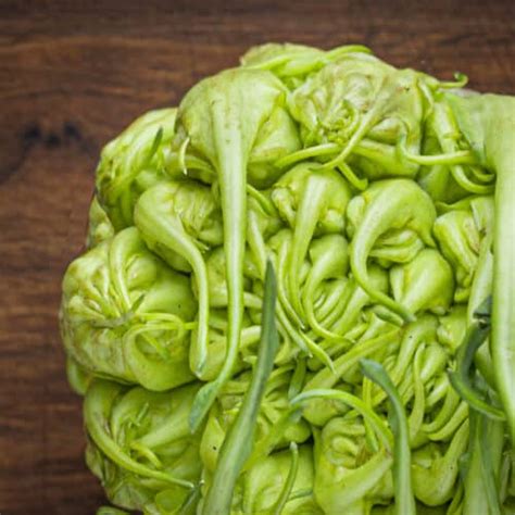 puntarelle-a-deliciously-bitter-italian-chicory image