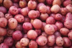 stuffed-baby-red-potatoes-sheknows image