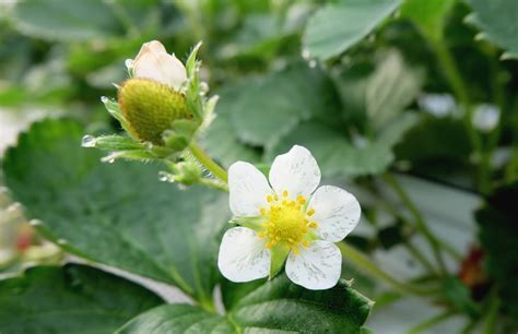 when-do-strawberries-bloom-top-timing-tips image