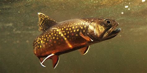 brook-trout image
