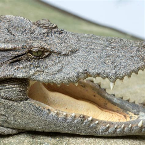 what-do-alligators-eat-wild-animal-park image