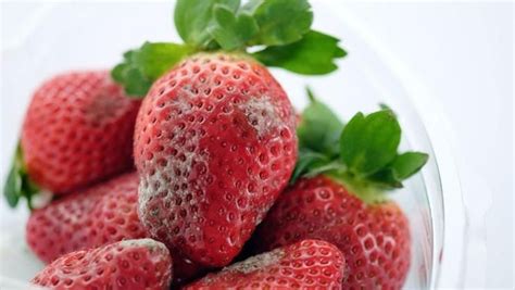 what-are-the-possible-risks-of-eating-moldy-strawberries image