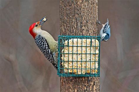 birding-basics-our-guide-to-making-suet-for-birds image