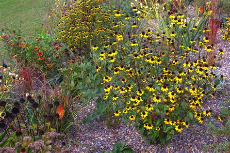 brown-eyed-susan-care-and-growing-guide-the-spruce image