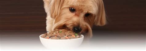 can-dogs-eat-spicy-food-hills-pet image