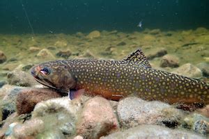 brook-trout-feeding-habits-bass-fishing-gurus image