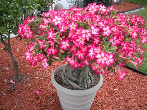 desert-rose-plant-list-of-types-with-care-instructions image