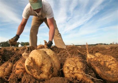 on-the-trail-of-the-elusive-hayman-sweet-potato image