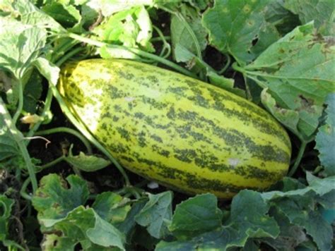 asian-cucumber-new-entry-sustainable-farming-project image