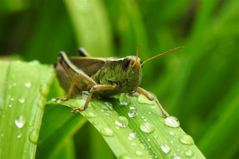 what-do-grasshoppers-drink-liquid-of-choice image