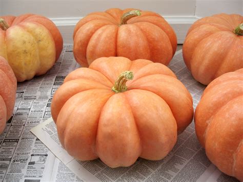 how-to-preserve-pumpkins-for-dcor-or-storage image