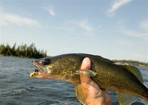 walleye-fishing-in-northern-ontario-canada-algoma image
