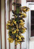 mr-lavalava-samoan-food-bananas-blogger image