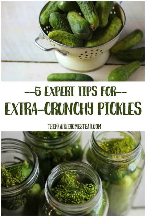 5-secrets-for-crunchy-pickles-the-prairie-homestead image